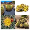 Semillas Cactus Barril De México (Ferocactus Schwarzii) | 2,55 €