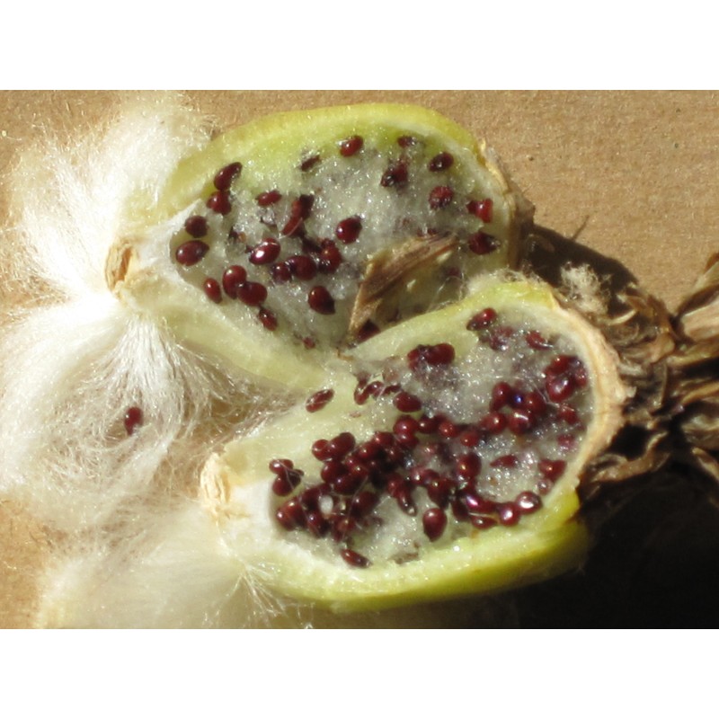 Sementes de Cacto tambor do México (Ferocactus Schwarzii)