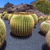 Sementes de Cacto tambor do México (Ferocactus Schwarzii)
