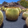 Semillas Cactus Barril De México (Ferocactus Schwarzii) | 2,55 €