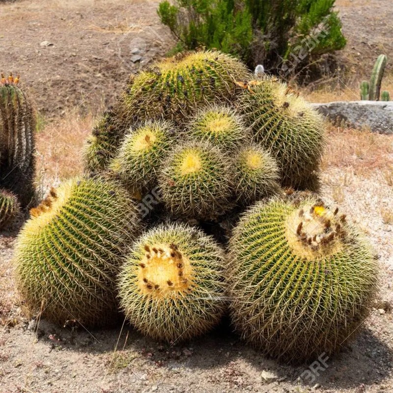 Sementes de Cacto tambor do México (Ferocactus Schwarzii)