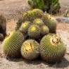 Sementes de Cacto tambor do México (Ferocactus Schwarzii)