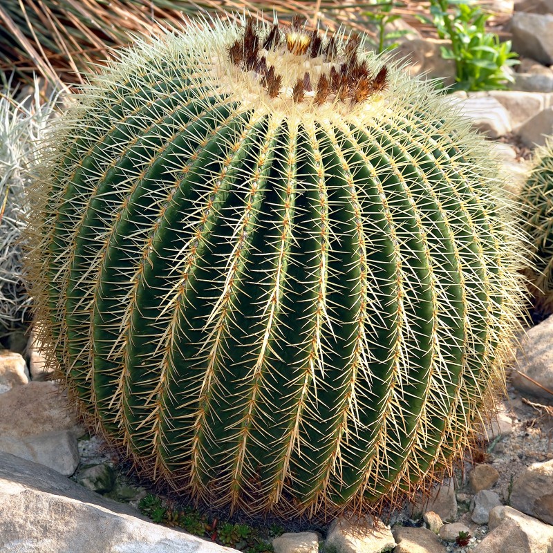 Sementes de Cacto tambor do México (Ferocactus Schwarzii)