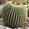 Sementes de Cacto tambor do México (Ferocactus Schwarzii)