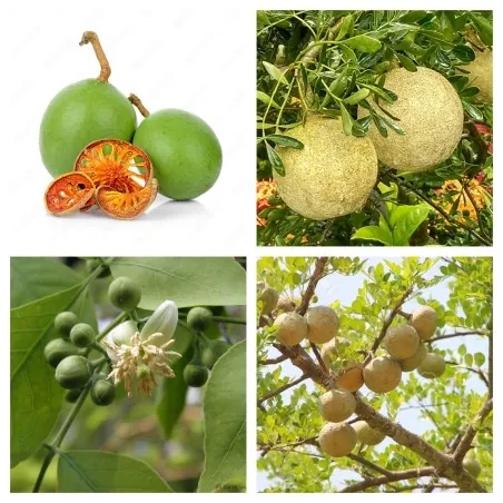Behlträd frön (Aegle marmelos)