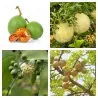 Bengalische Quitte - Beli Samen (Aegle marmelos)