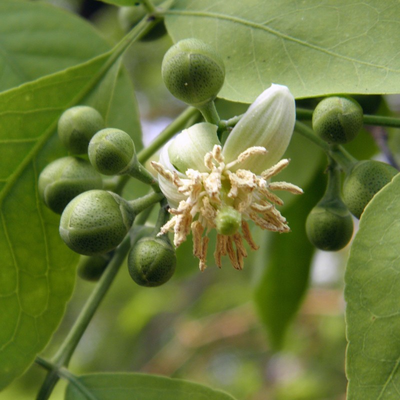 Price: €1.85 - Behlträd frön (Aegle marmelos) - 