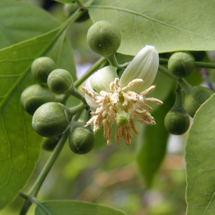 Bael Seeds - Bengal Quince (Aegle marmelos) - 216.985714