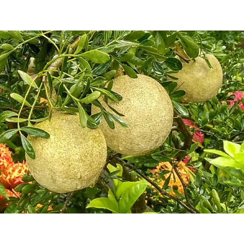 Bengalische Quitte - Beli Samen (Aegle marmelos)
