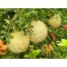 Bengalische Quitte - Beli Samen (Aegle marmelos)