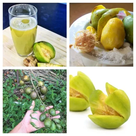 Június szilvamag (Spondias dulcis)