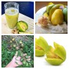 Price: €12 - June Plum Seeds (Spondias dulcis) - 
