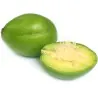Június szilvamag (Spondias dulcis)
