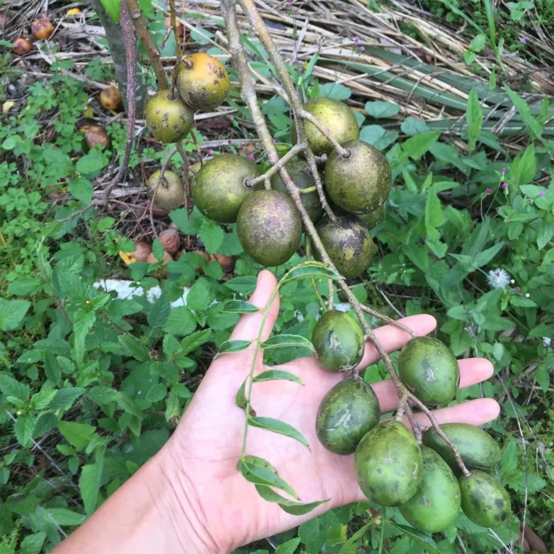 Június szilvamag (Spondias dulcis)