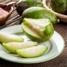 Price: €12 - June Plum Seeds (Spondias dulcis) - 
