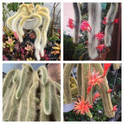 Price: €3.55 - Σπόροι κάκτου ουράς πιθήκου (Cleistocactus colademononis) - 