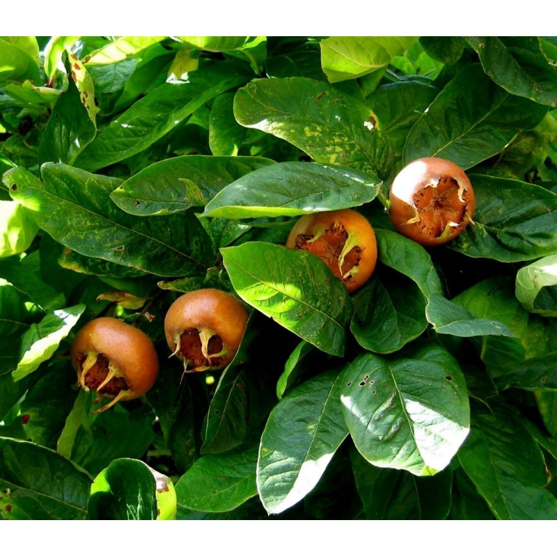 Naspolya magok (Mespilus germanica)