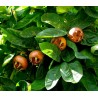 Price: €1.85 - Semi di Nespolo comune Resistenza a freddo -30 ° C - 