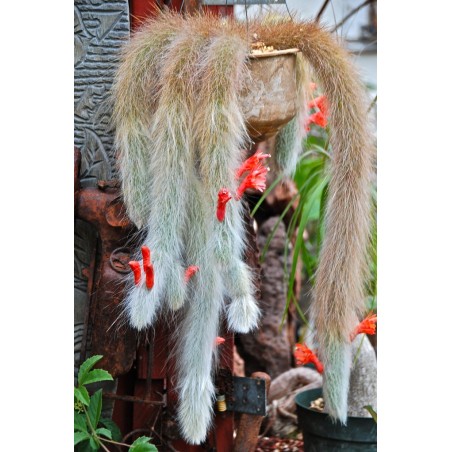 Semințe de cactus cu coadă de maimuță (Cleistocactus colademononis) | 3,55 €