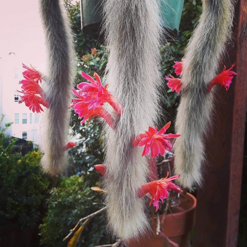 Semințe de cactus cu coadă de maimuță (Cleistocactus colademononis) | 3,55 €