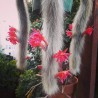 Semințe de cactus cu coadă de maimuță (Cleistocactus colademononis) | 3,55 €