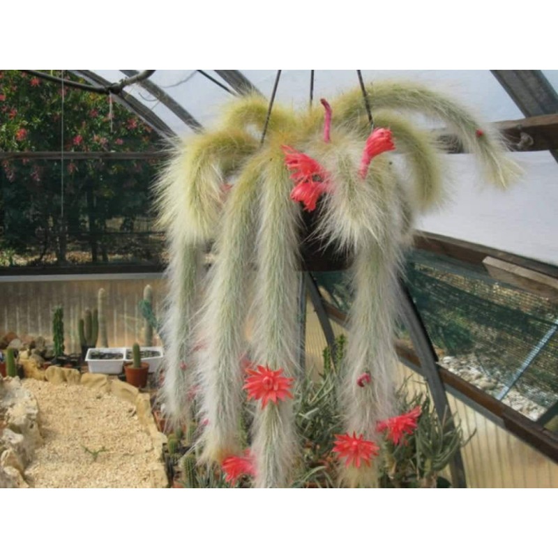 Semințe de cactus cu coadă de maimuță (Cleistocactus colademononis) | 3,55 €
