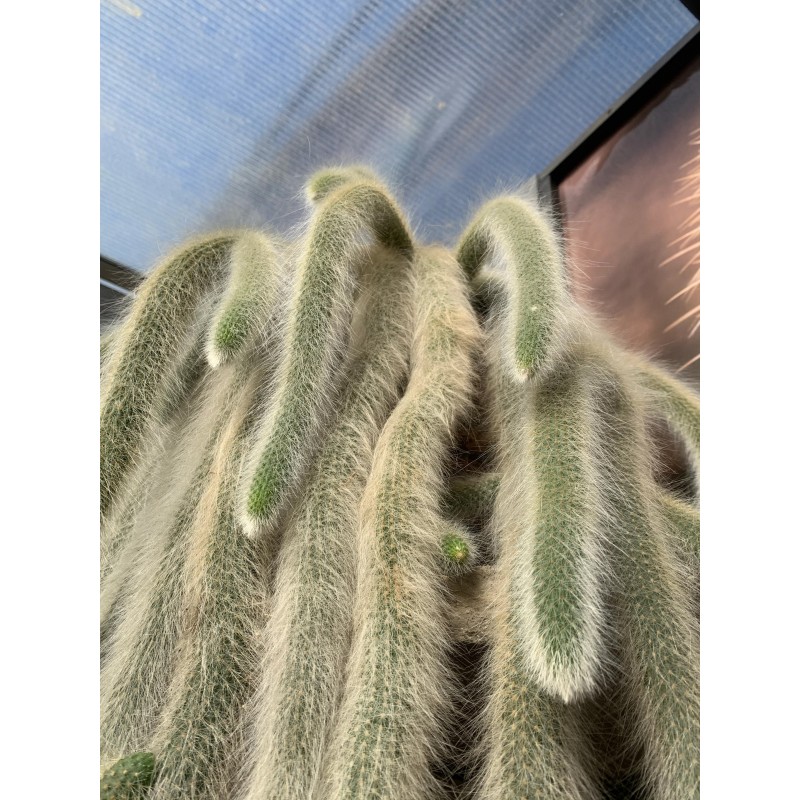Semințe de cactus cu coadă de maimuță (Cleistocactus colademononis) | 3,55 €