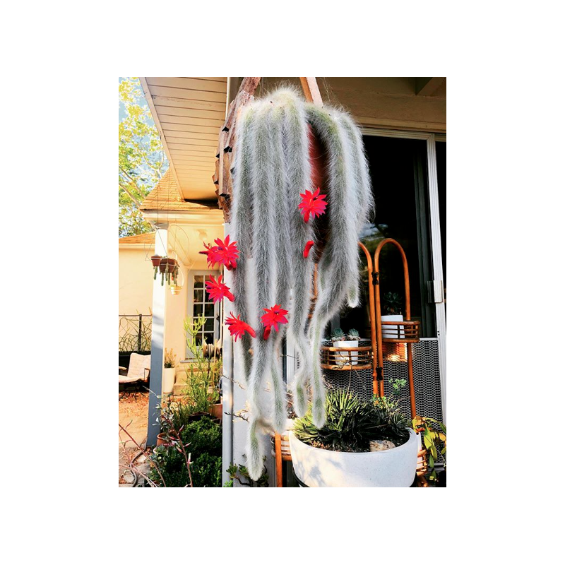 Semințe de cactus cu coadă de maimuță (Cleistocactus colademononis) | 3,55 €