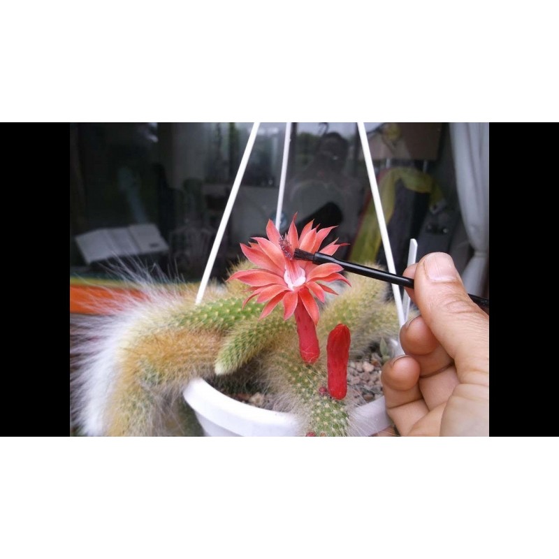 Semințe de cactus cu coadă de maimuță (Cleistocactus colademononis) | 3,55 €