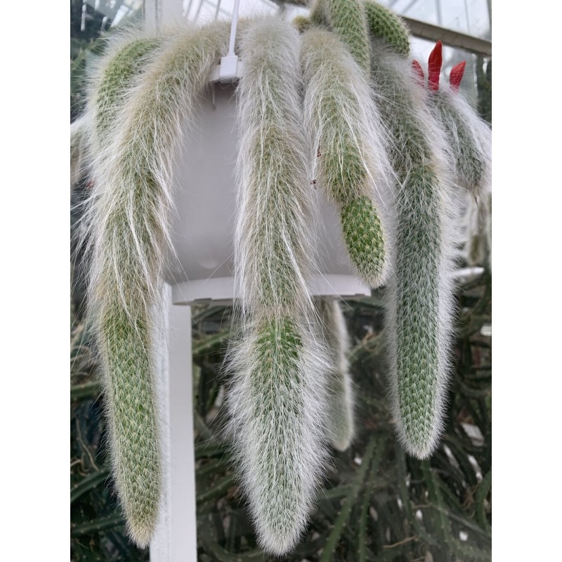 Semințe de cactus cu coadă de maimuță (Cleistocactus colademononis) | 3,55 €