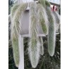 Semințe de cactus cu coadă de maimuță (Cleistocactus colademononis) | 3,55 €