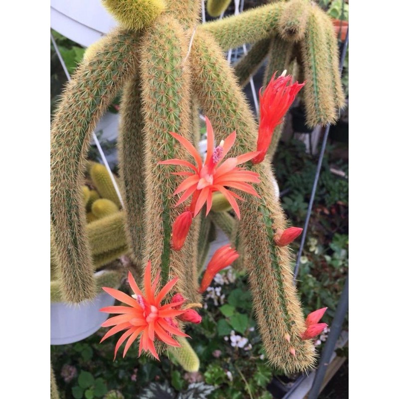 Semințe de cactus cu coadă de maimuță (Cleistocactus colademononis) | 3,55 €