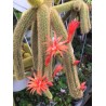 Semințe de cactus cu coadă de maimuță (Cleistocactus colademononis) | 3,55 €