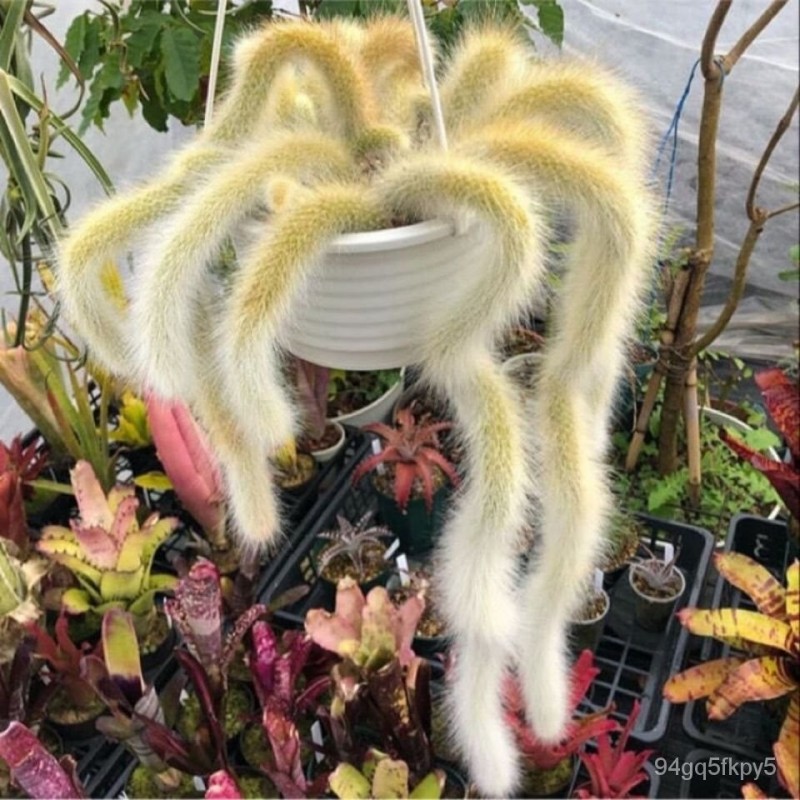 Semințe de cactus cu coadă de maimuță (Cleistocactus colademononis) | 3,55 €