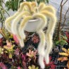 Semințe de cactus cu coadă de maimuță (Cleistocactus colademononis) | 3,55 €