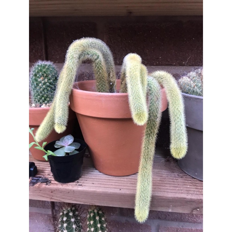 Semințe de cactus cu coadă de maimuță (Cleistocactus colademononis) | 3,55 €