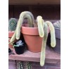 Semințe de cactus cu coadă de maimuță (Cleistocactus colademononis) | 3,55 €