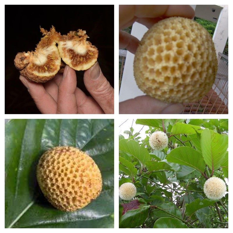 Price: €4.25 - Ndea Frucht Samen (Nauclea xanthoxylon) - 