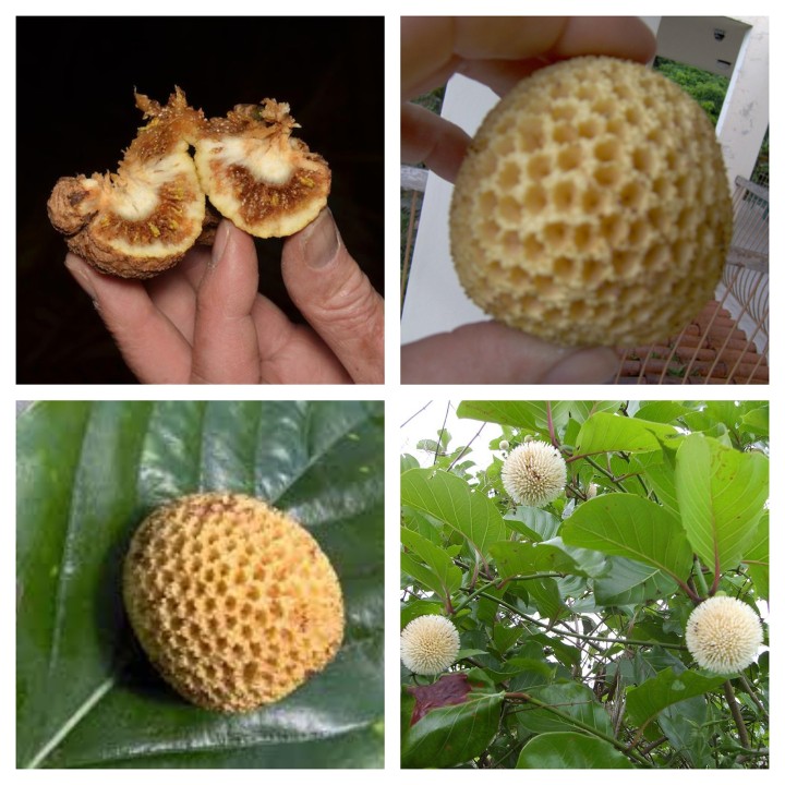 Nasiona Ndea (Nauclea xanthoxylon) - 3.825
