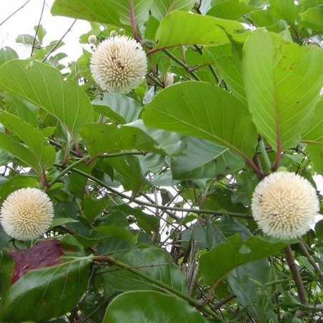 Price: €4.25 - Ndea Frucht Samen (Nauclea xanthoxylon) -