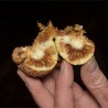 Price: €4.25 - Ndea Frucht Samen (Nauclea xanthoxylon) - 