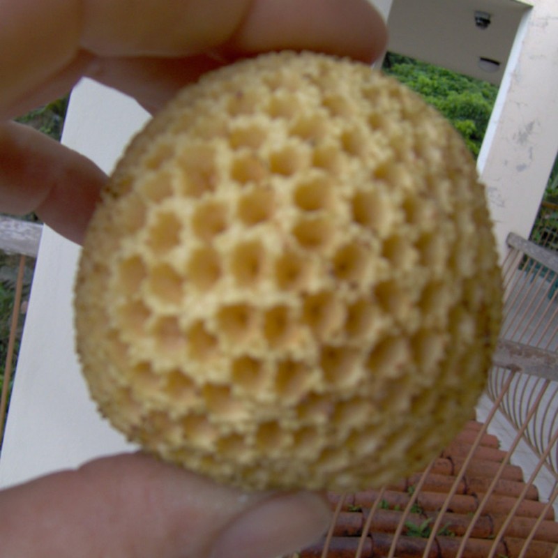 Price: €4.25 - بذور نديا (Nauclea xanthoxylon) - 