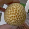 Price: €4.25 - Ndea Frucht Samen (Nauclea xanthoxylon) - 