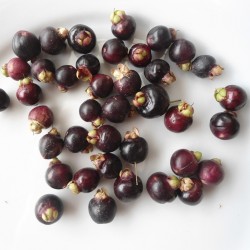 Chilenische Myrtle Samen (Luma Apiculata) - 1.755