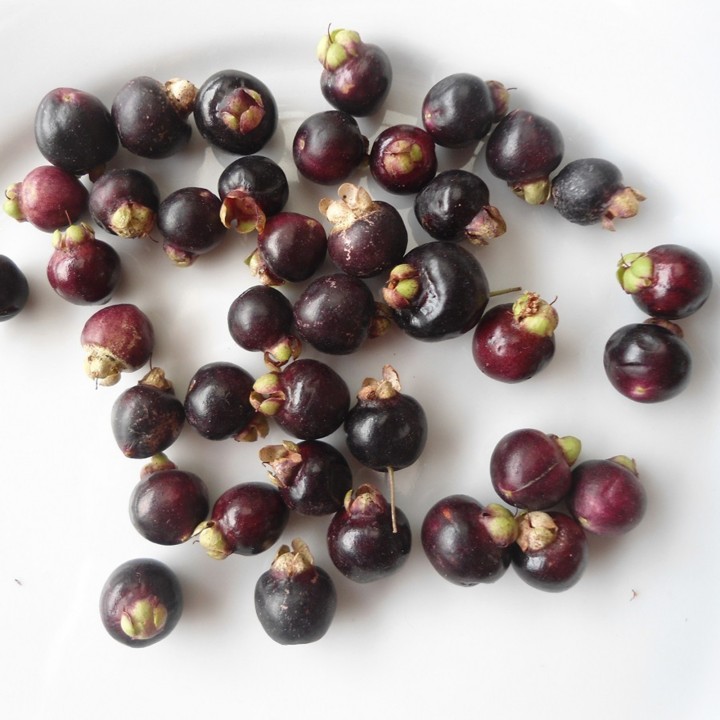 Nasiona Chilijskie Myrtle (Luma Apaiculata) - 1.755