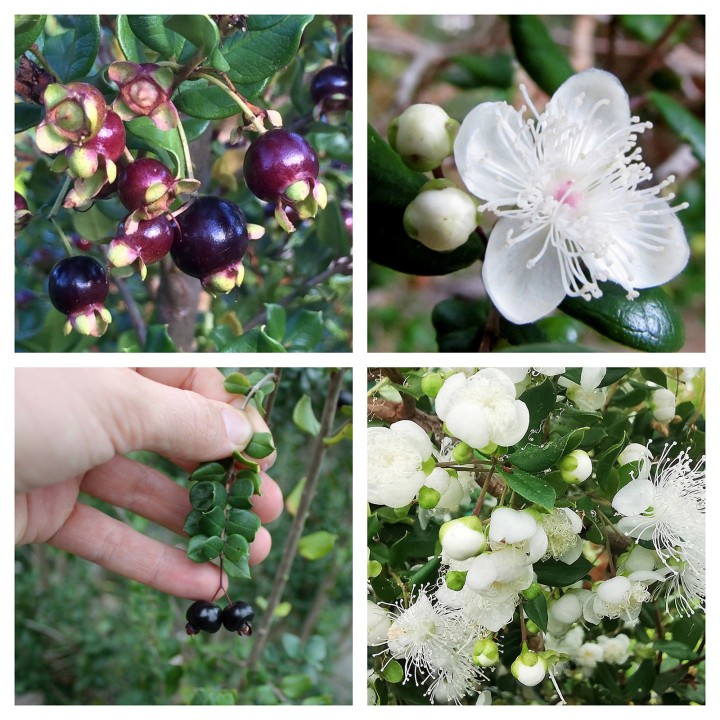 Nasiona Chilijskie Myrtle (Luma Apaiculata) - 1.755