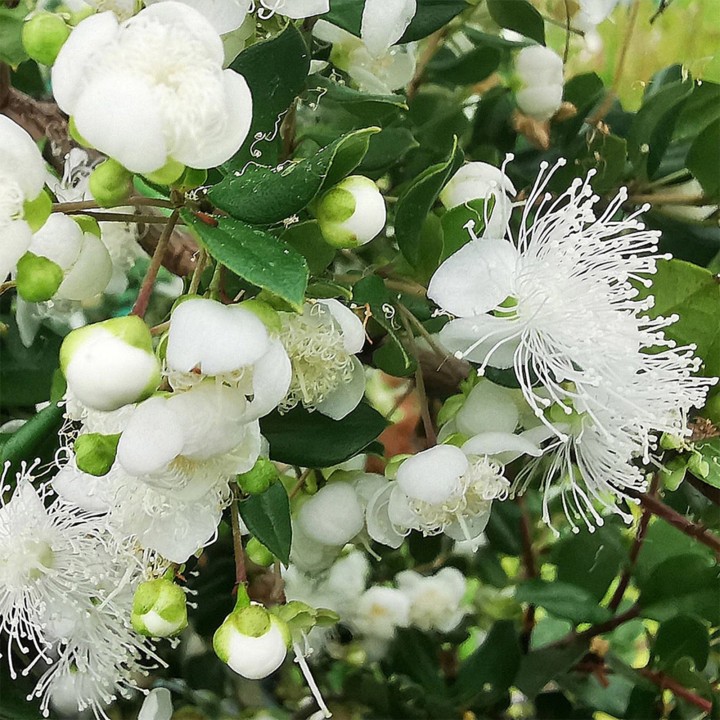 Nasiona Chilijskie Myrtle (Luma Apaiculata) - 1.755