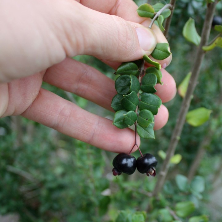 Nasiona Chilijskie Myrtle (Luma Apaiculata) - 1.755