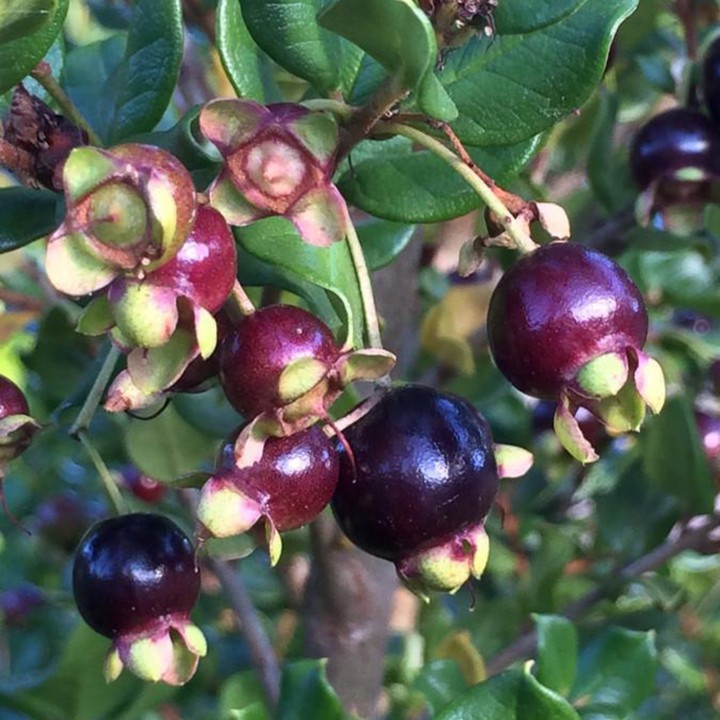 Nasiona Chilijskie Myrtle (Luma Apaiculata) - 1.755