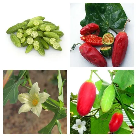 Semi di Coccinia sessilifolia (Pianta rampicante)